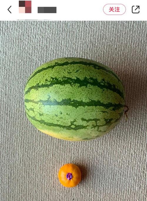 吃瓜老外轮船,一场跨国文化交流的奇妙之旅 第3张 吃瓜老外轮船,一场跨国文化交流的奇妙之旅 第3张